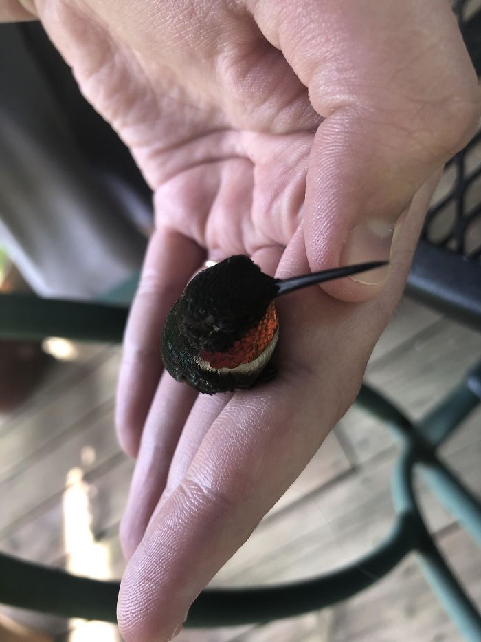 Hummingbird Hit My Door And Got Stunned I Moved Him, So My Dogs Wouldn’t Hurt It. He’s Totally Fine Now. Such Sweet Little Creatures