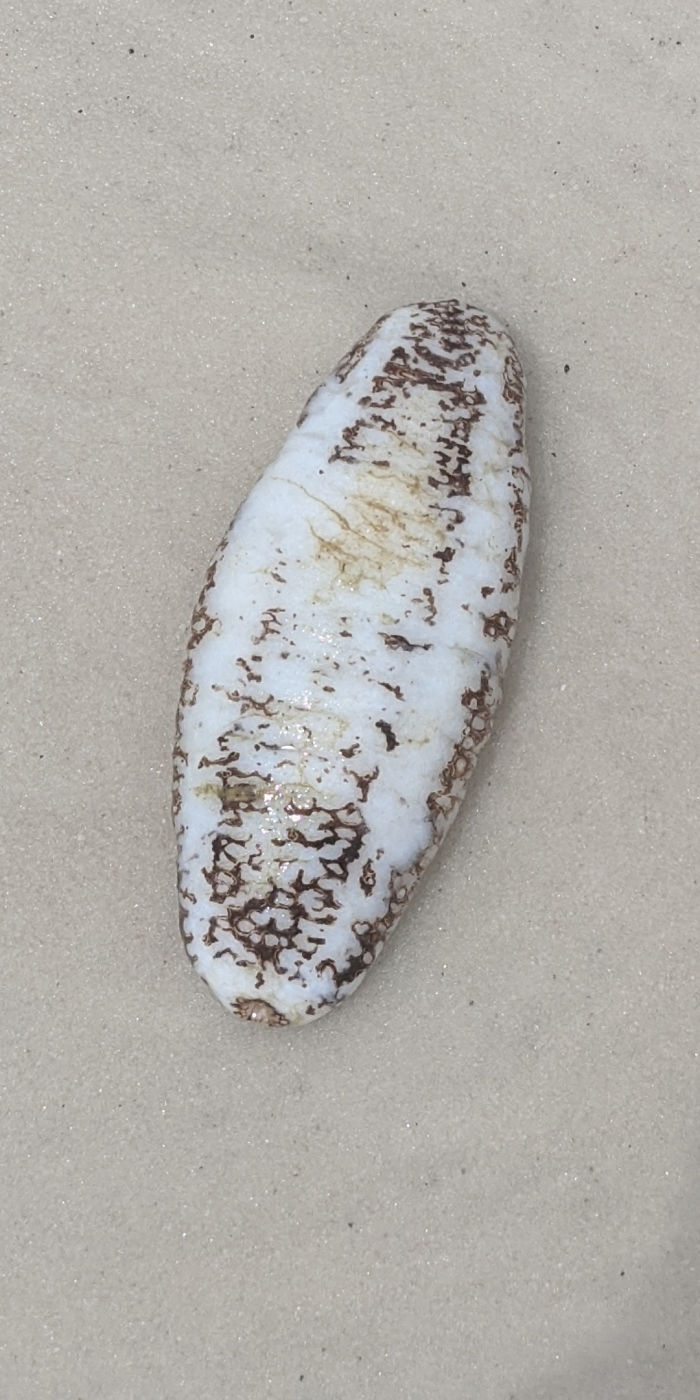 Many Of These Washed Up On A Beach In Destin, FL USA. They Are Squishy