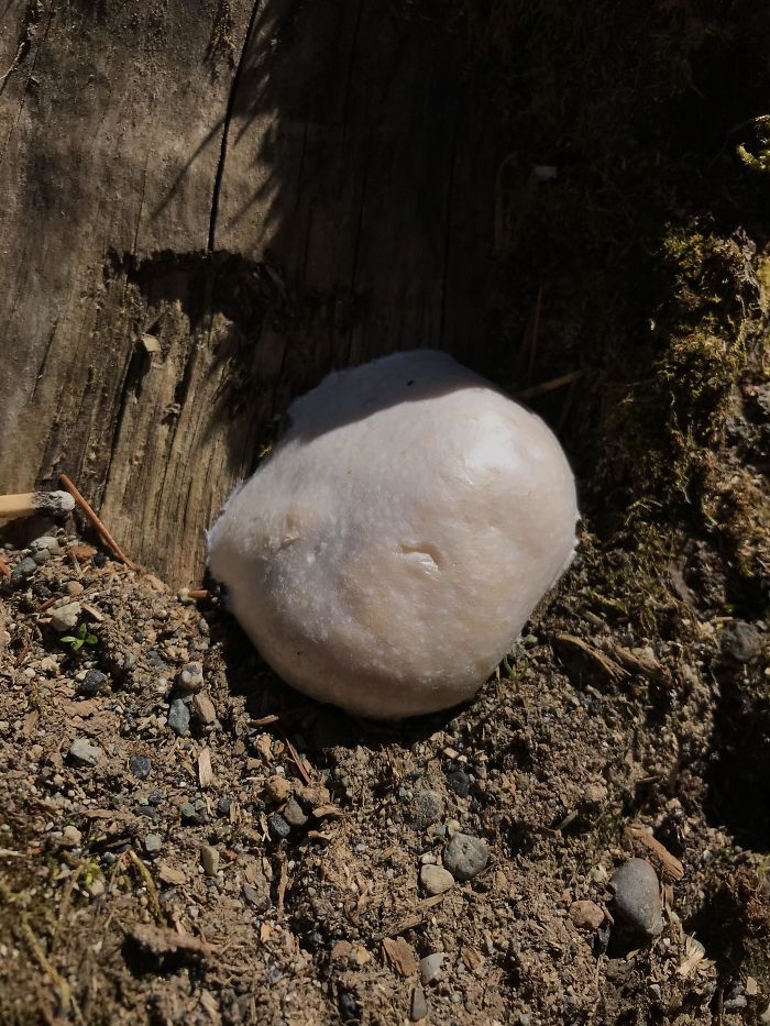 Found This On A Decaying Stump. It’s Soft And Almost Looks Like There Are Orange Eggs Inside It