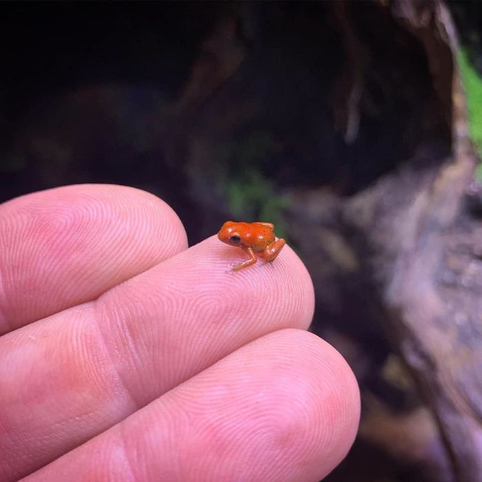 Froggos Really Come In All Sizes