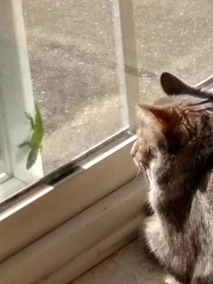 Someday She'll Get This Lizard
