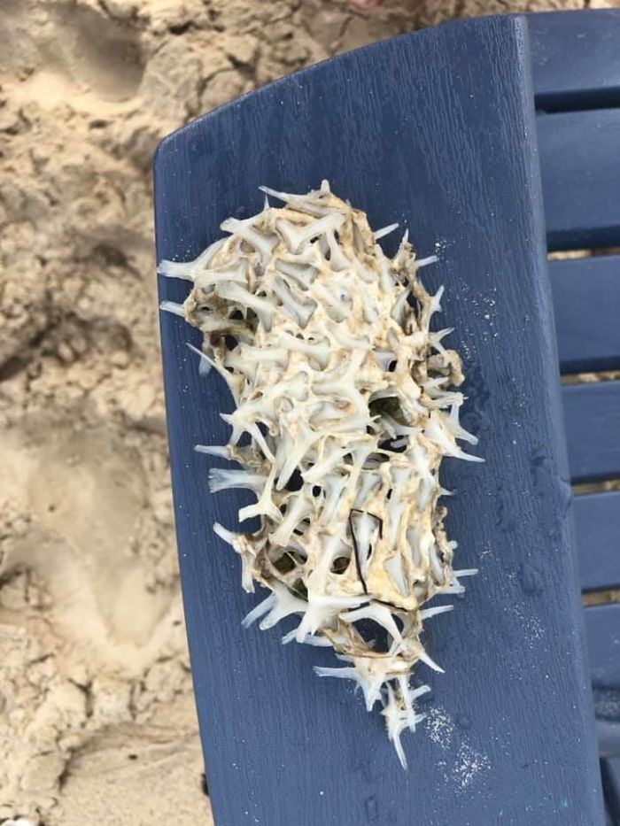 Some Sort Of Soft, Spongy Thing From The Ocean Found On The Beach