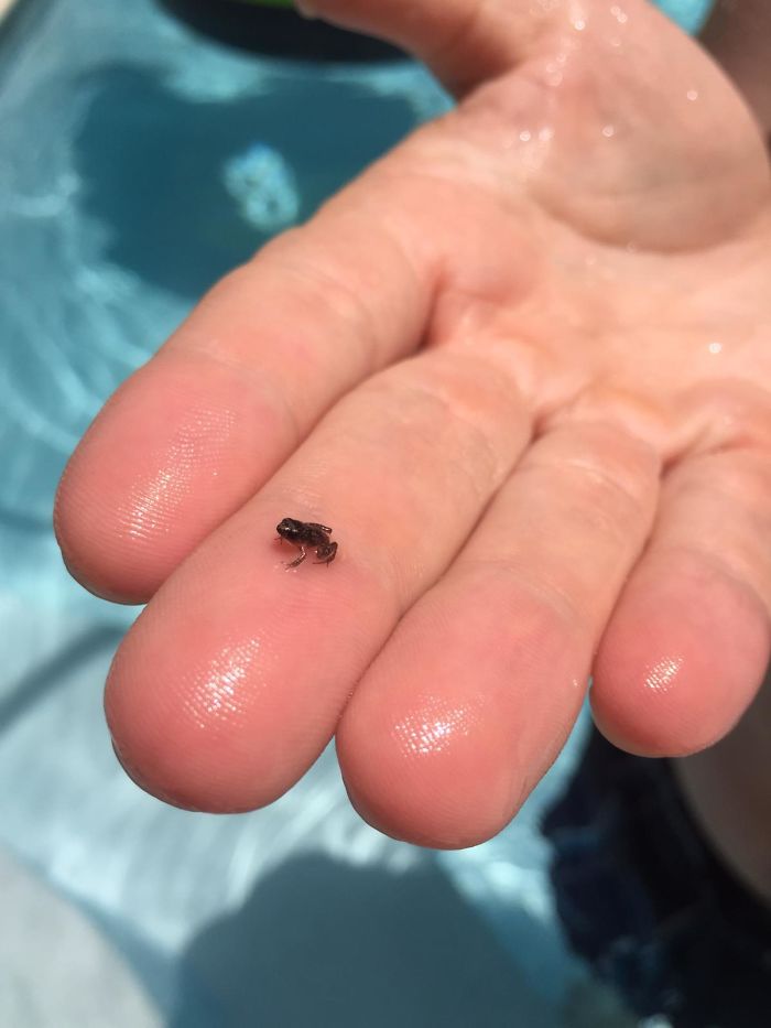 The Tinyness Of This Frog