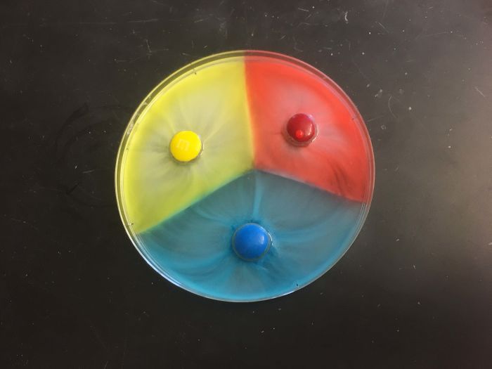 What Happens When You Put M&ms In A Dish Of Water. Diffusion Force Barriers