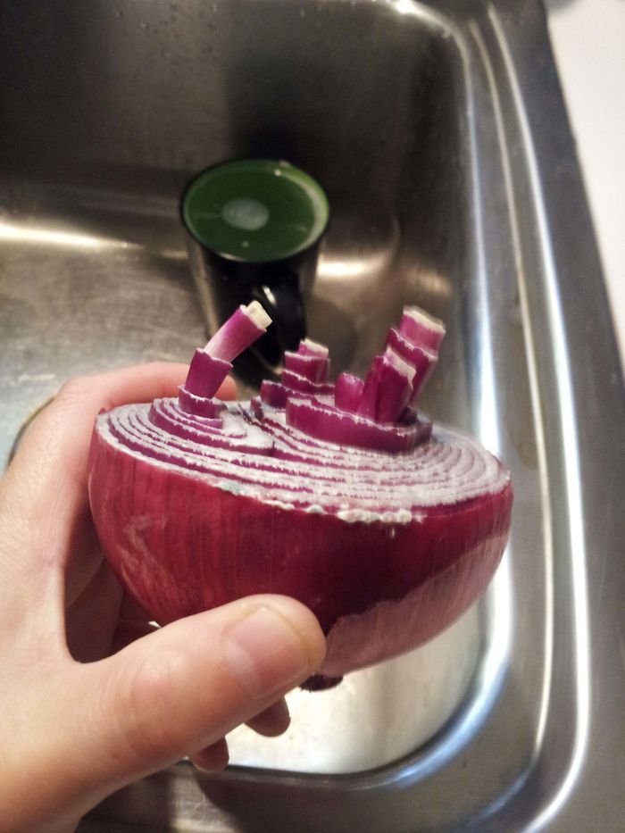 Let An Onion Go Bad In The Fridge. This Is What Happens Apparently