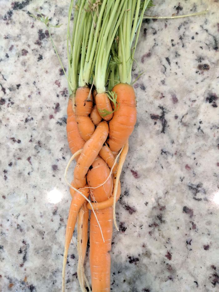 This Is What Happens When You Fail To Thin Out Your Carrots