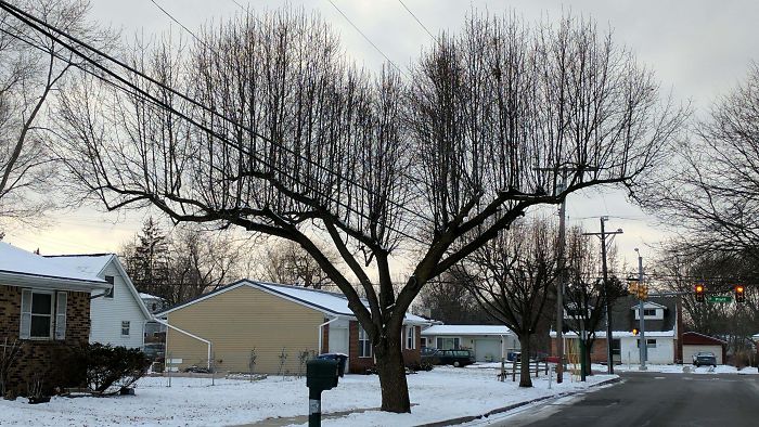 What Happens When A Tree Grows Into A Power Line
