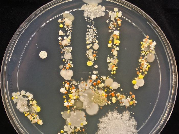 Cuando un niño de 8 años pone la mano en una placa de Petri con agar