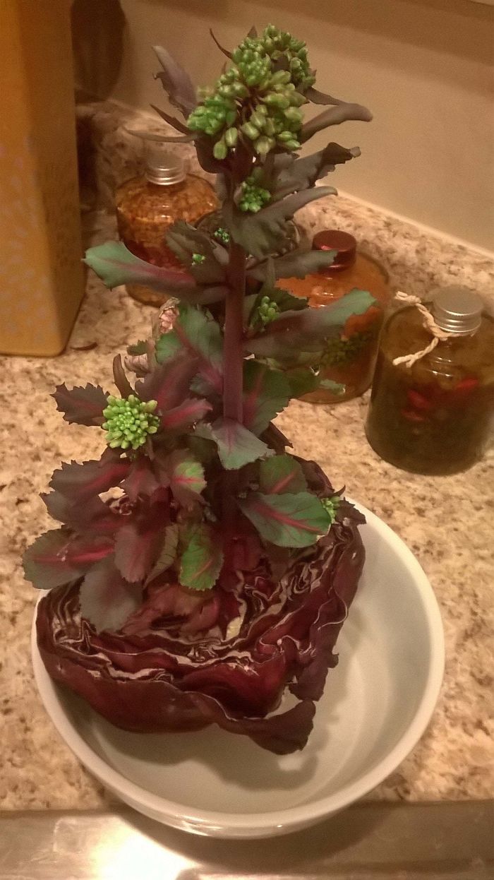 Here's What Happens When You Leave Half A Cabbage In The Fridge Too Long