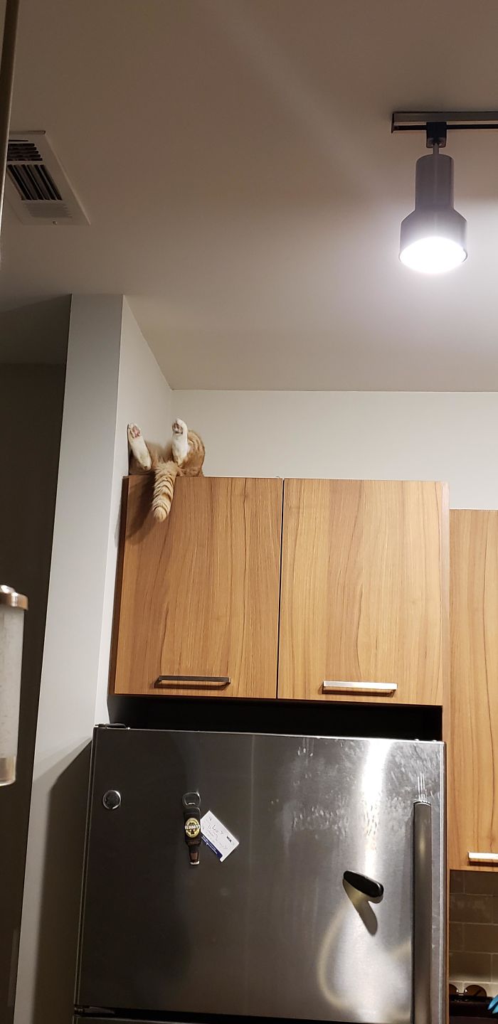 He Is Laying On His Back On Top Of The Cabinets With His Eyes Wide Open, Just Staring At The Ceiling