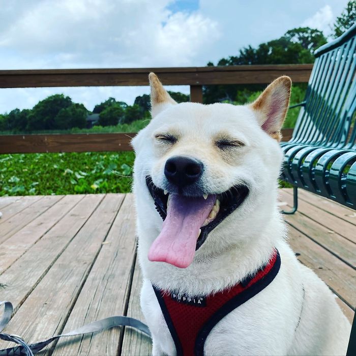First Time Poster. I Recently Adopted My First Shiba From A Friend Of A Friend. His Name Is Henry And I Think He’s A Pretty Happy Boi 😍😂