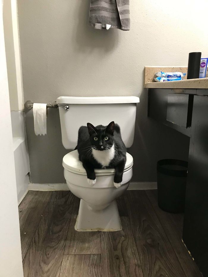I Adopted Rex 8 Months Ago, He Loves Being In The Bathroom But That’s His Throne