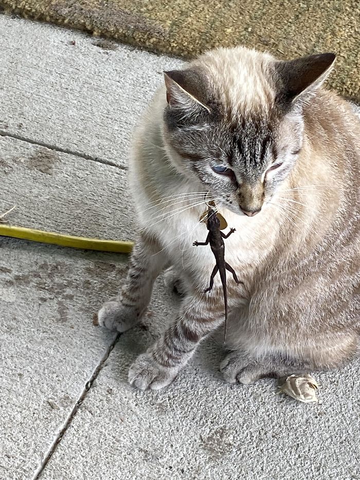 When The Prey Attacks Back. The Lizard Clamped Onto Her Whiskers And Wouldn’t Let Go. Paget The Cat Wasn’t Sure What Was Going On, But She Didn’t Like It