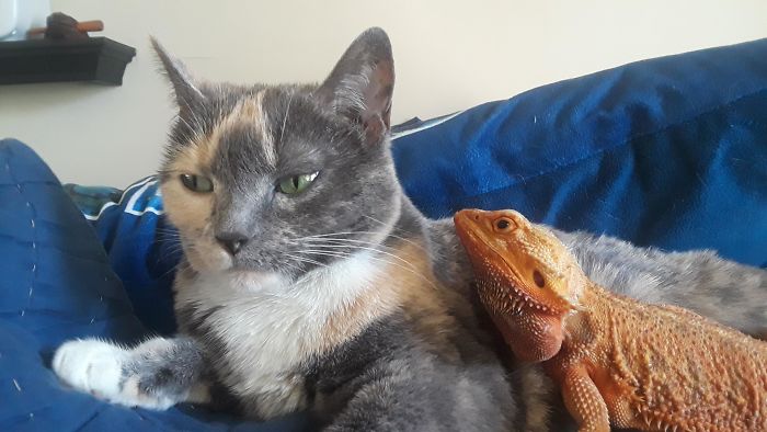 My Cat And Lizard