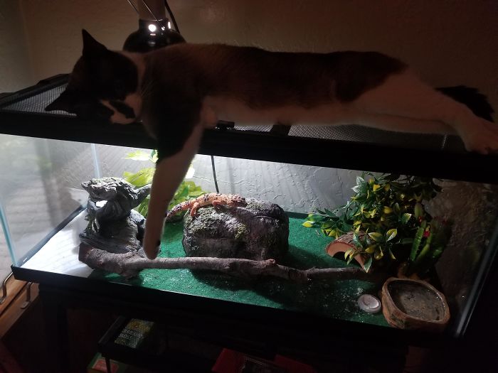 Who Would Have Thought A Lizard And A Cat Could Be Best Friends? If The Gecko Is In His Hide, The Cat Will Tap On The Glass And He'll Come Out And See His Buddy
