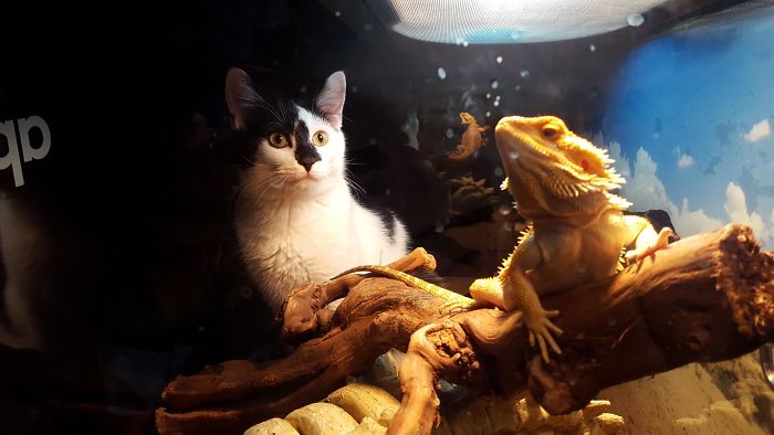 My Cat Loves To Hang Out With My Friend's Lizard