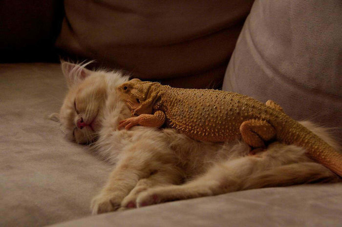 There's Something About Lizards And Cats Together That Makes Me Turn Into A Little Girl