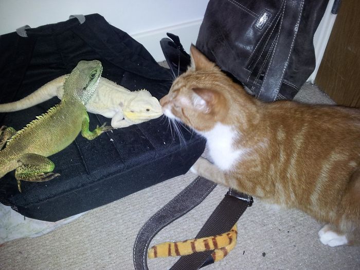 Just My Wee Cat Kissing My Lizards