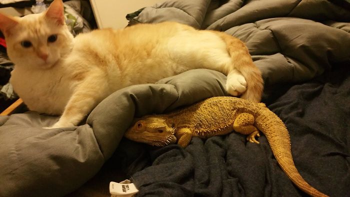 My Lizard (Bub) Wants To Be Friends With My Daughter's Cat (Nero) So Bad