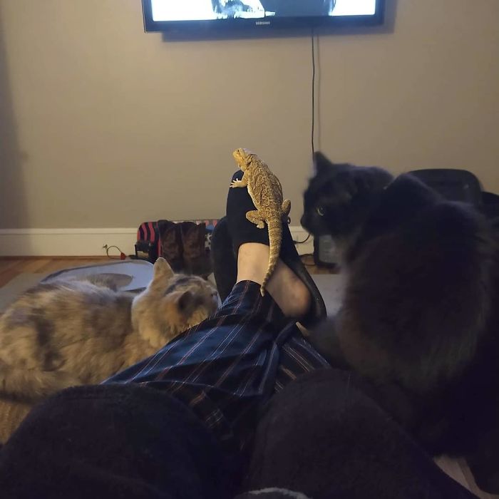 Poe Showed No Fear Climbing Up My Boyfriend's Slipper With Two Cats Looking Like They Wanted To Eat Her