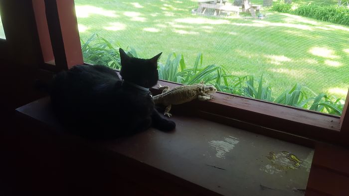 Frank The Cat And Artie Hanging Out In The Screened In Porch