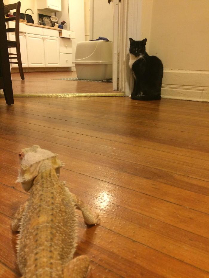 My Cat Is Afraid Of This Ferocious Dragon