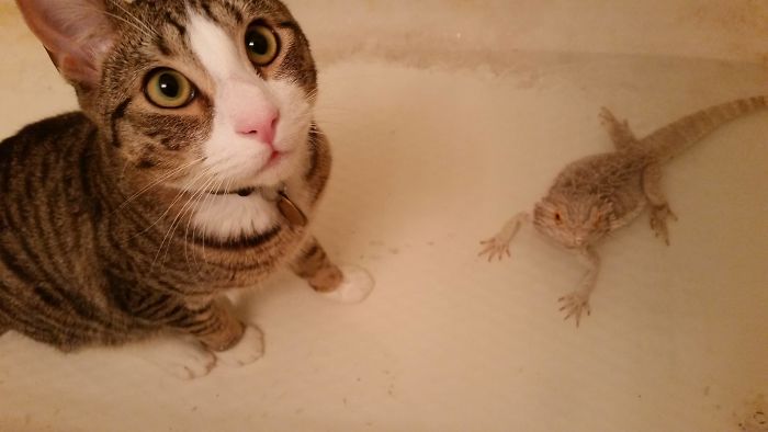 Cat Has Zero Fear Of Water... Makes For Fun Beardie Baths