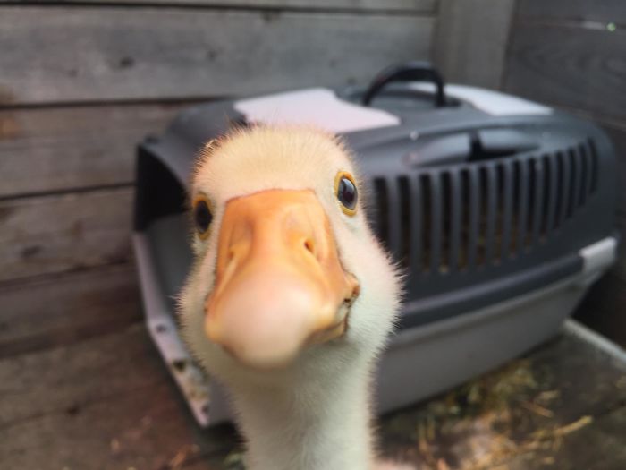 This Picture I Took Of My Baby Goose