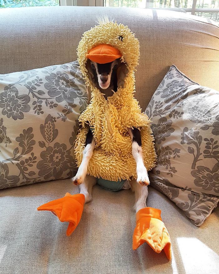 Polly Is A 6-Month-Old Goat With Separation Anxiety. She Is Only Calm When She's Wearing Her Duck Costume