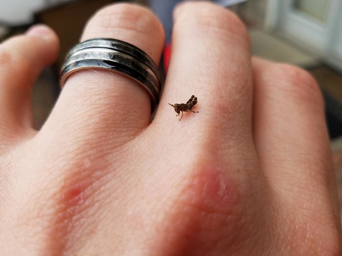 Was Told To Post This Here. I Give You A Tiny Grasshopper