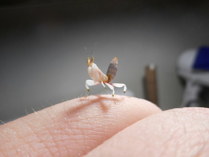 Her Name Is "Pope Francis The Praying Mantis"