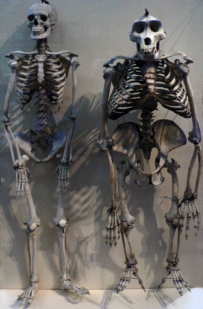Esqueleto humano y esqueleto de gorila