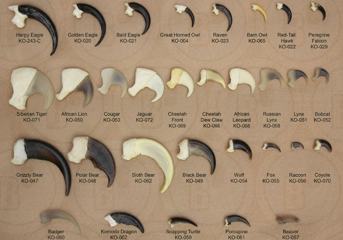 Claw Sizes Of 25 Different Predators