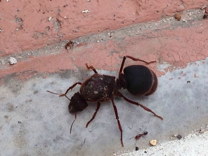 A Flood Brought In This New Species Of Ant To My Neighborhood. Size Comparison Between Regular Ant