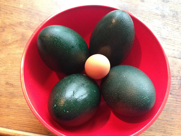 Emu Eggs, With Chicken Egg For Scale