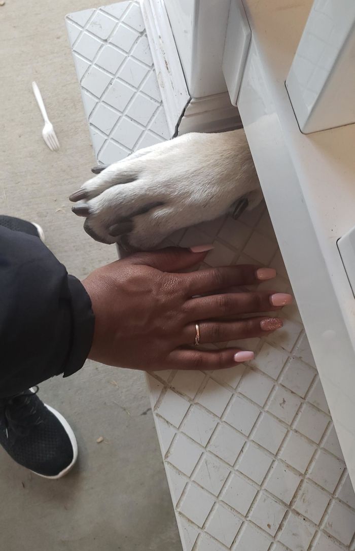 My Girlfriend's Hand Next To A Great Dane's Paw