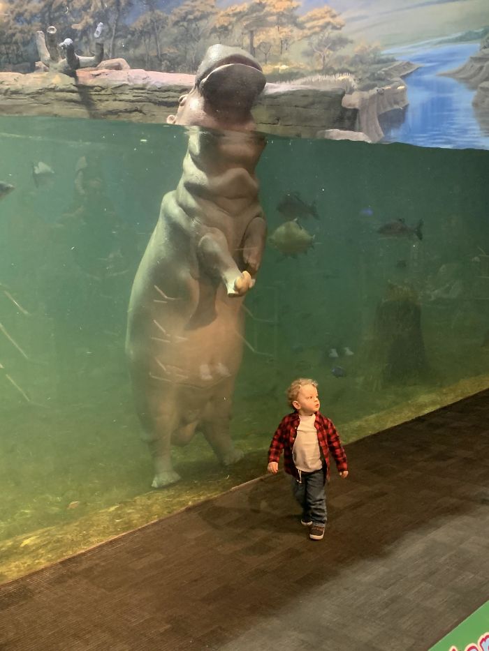 Hipopótamo vs niño