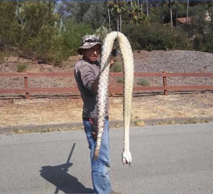 I’d Like To See You One Up The Size Of This Rattle Snake My Gardener Killed In My Step Moms Backyard. It Was Around 8 Feet Long