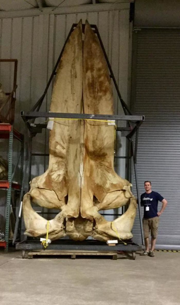 The Skull Of A Blue Whale
