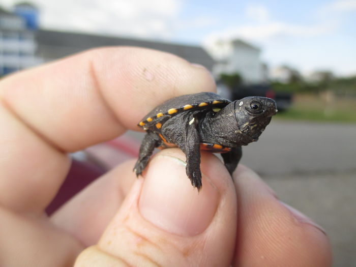 Baby Snapping Turtle My Mom Found In A Gas Station Parking Lot. He Was Actively Trying To Bite Me