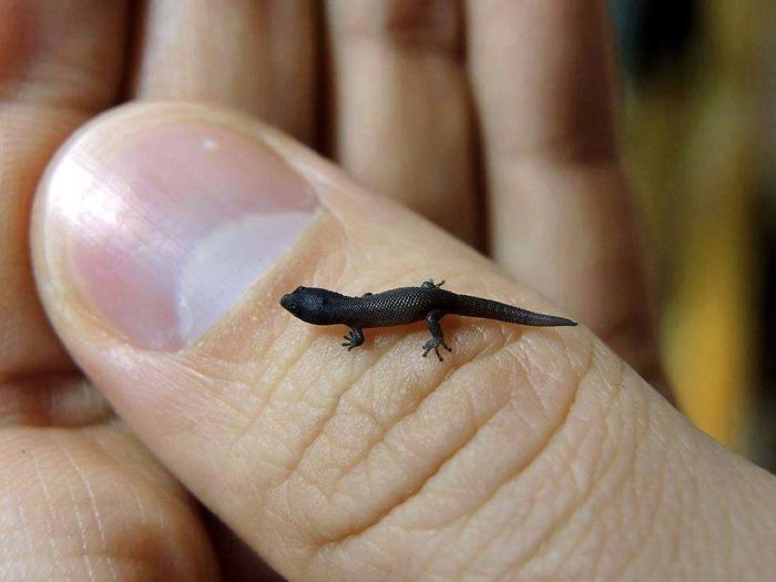 The Tiniest Of Geckos
