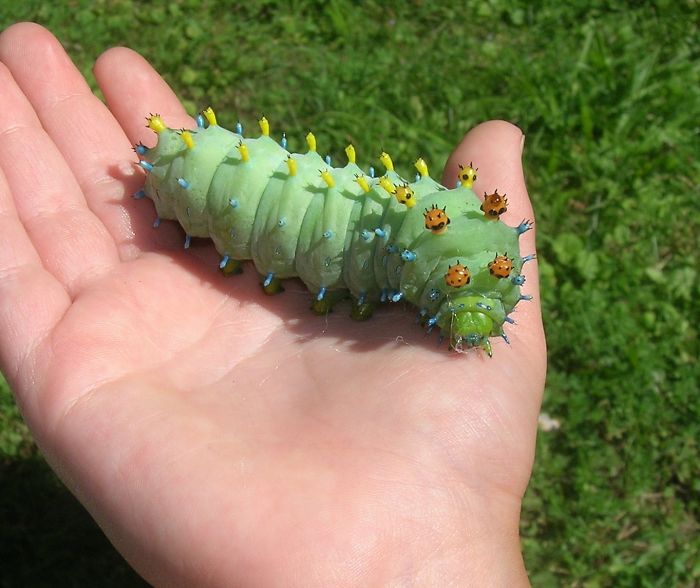 A Big, Fat Caterpillar