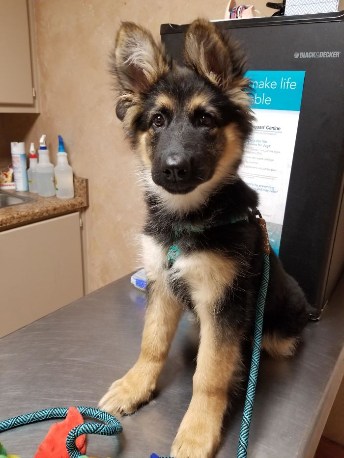 Brave Girl At The Vet! Only One Shot To Go And Then We Can Go To The Park