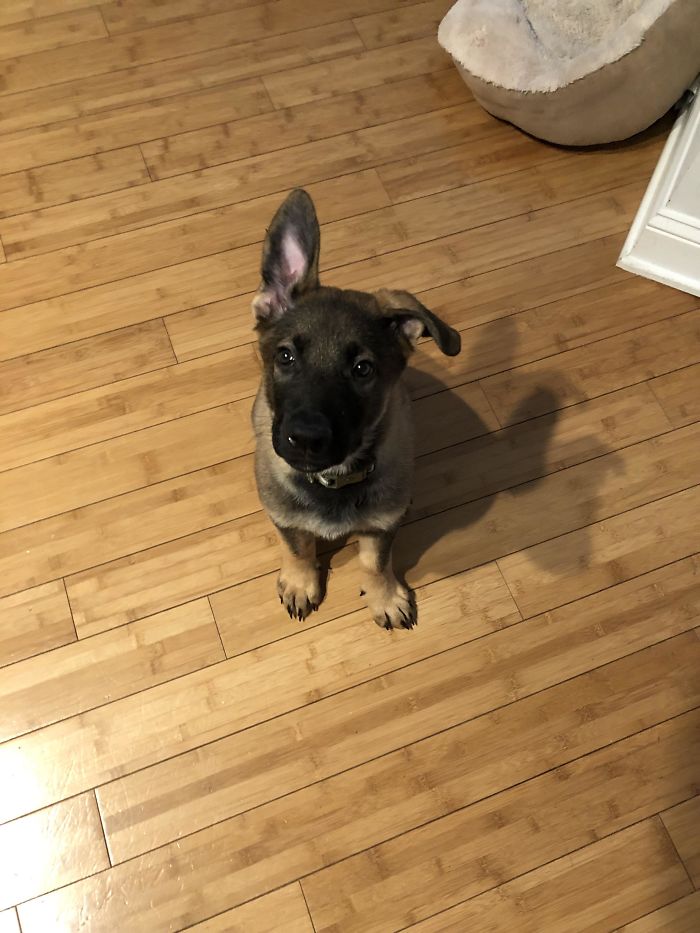 One Ear Popped Up This Morning