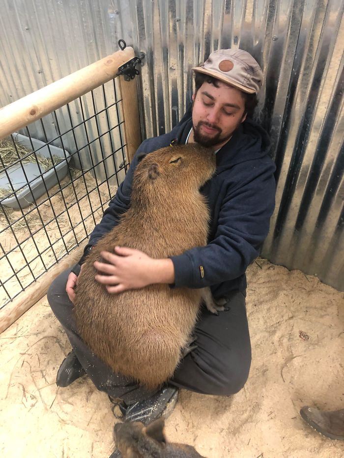 Here’s My Favorite Picture Of Me With A Snuggly Capybara