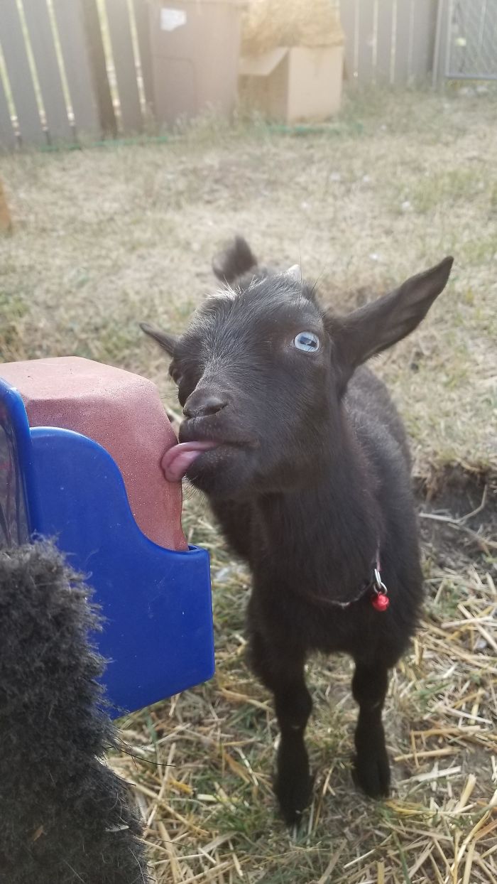 My Goat Derpin'