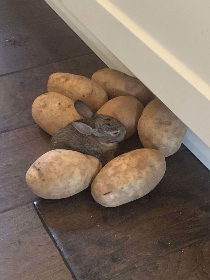 Let Him Wander Around The House. Thought I Lost Him But He Was Next To The Potatoes