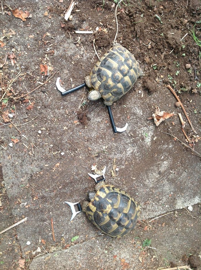 My Dad Keeps Turtles. I Started The Training. Soon I'll Have My Own Personal Bodyguards