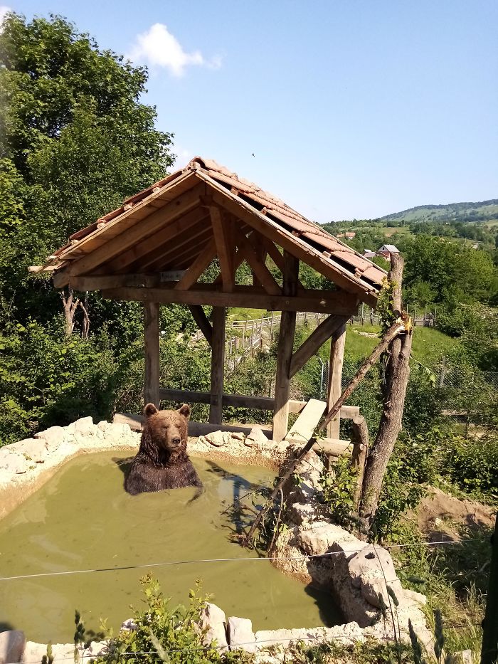 I'm Volunteering In A Bear Refuge In Croatia And I Thought Like Sharing This Photo Of A Chillaxing Lad With You Guys