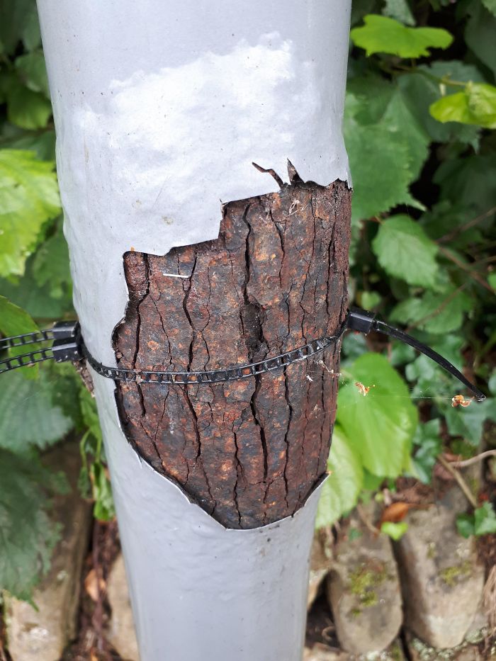 This Rust That Look Like Treebark On A Bus Stop Sign